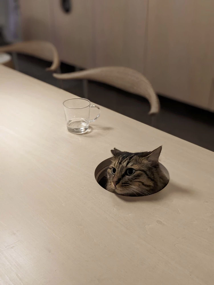 Minimalist wooden counter with playful cat cutout detail